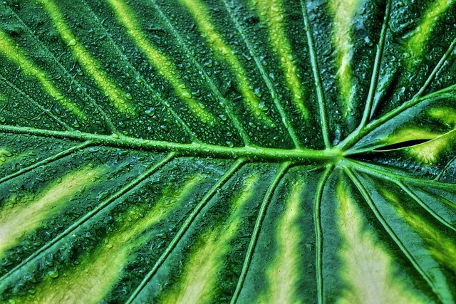 De veelzijdigheid van de vingerplant in je interieur