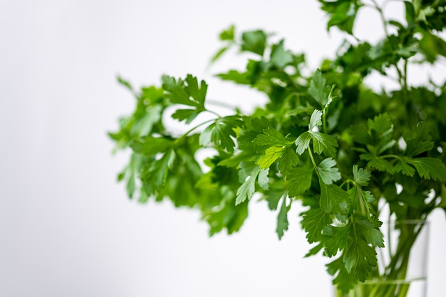 Kruidenplanten voor de keuken en de tuin